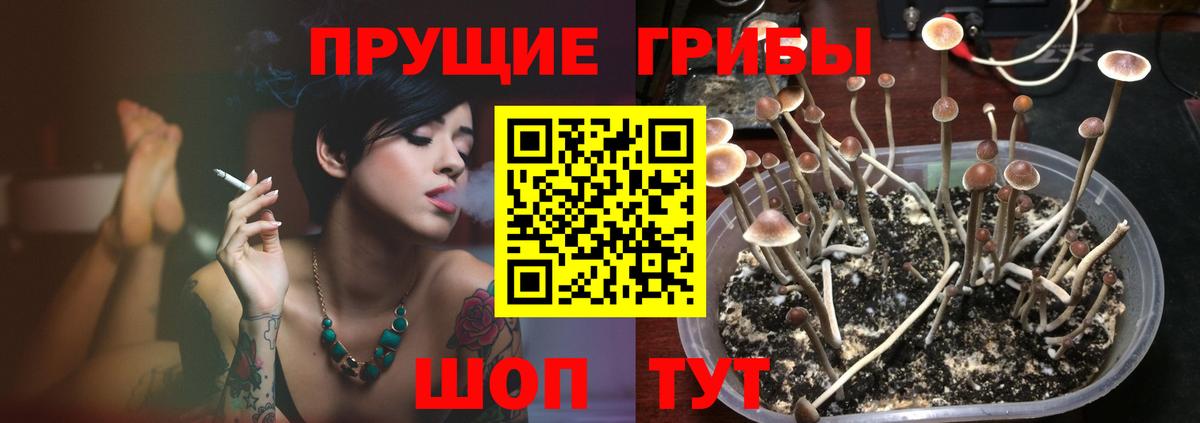Псилоцибиновые грибы Cubensis  Вход с VPN  Борзя 